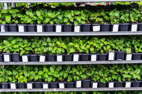 Plants and flower seedlings