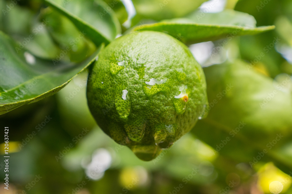 lime lime