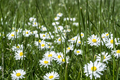 Daisies © gregorroach