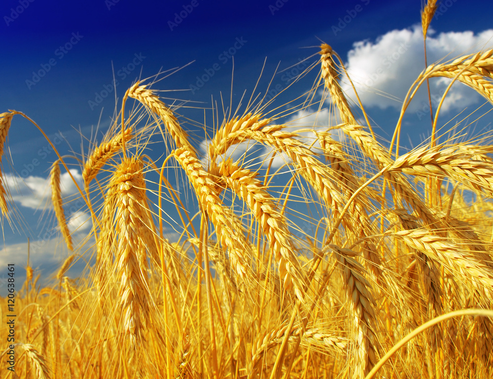 Wheat field against a blue sky Wheat field against a blue sky