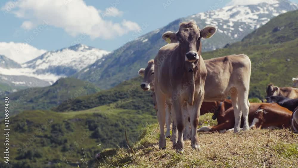 A big Alpine cow in the mountains is looking towards the camera, than turns back and licks its back. Several cows and snowy, high mountains on the background. Farming activities. Animal portrait. A big Alpine cow in the mountains is looking towards the camera, than turns back and licks its back. Several cows and snowy, high mountains on the background. Farming activities. Animal portrait.