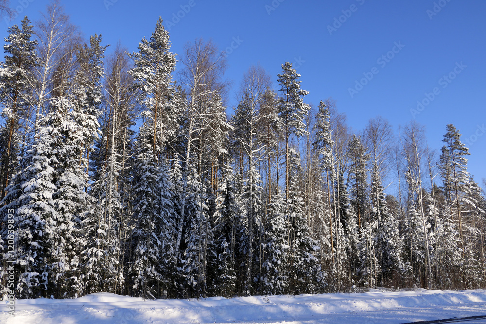 Fototapeta premium Trees in cold winter day and snow