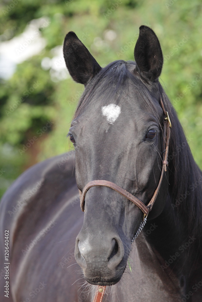 Fototapeta premium black horse portrait