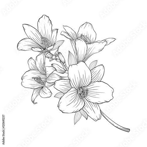 Fototapeta Naklejka Na Ścianę i Meble -  beautiful monochrome black and white bouquet lily isolated on background.