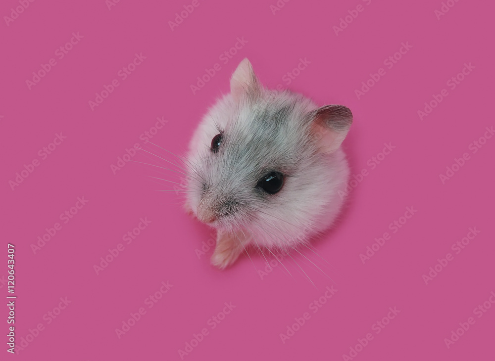 Hamster Hamster