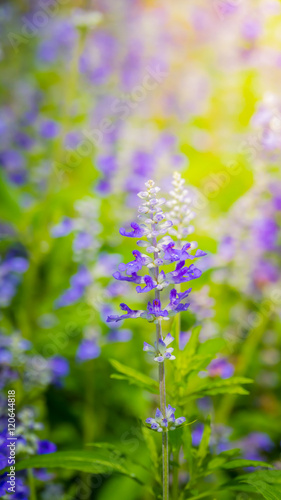 The background image of the colorful flowers