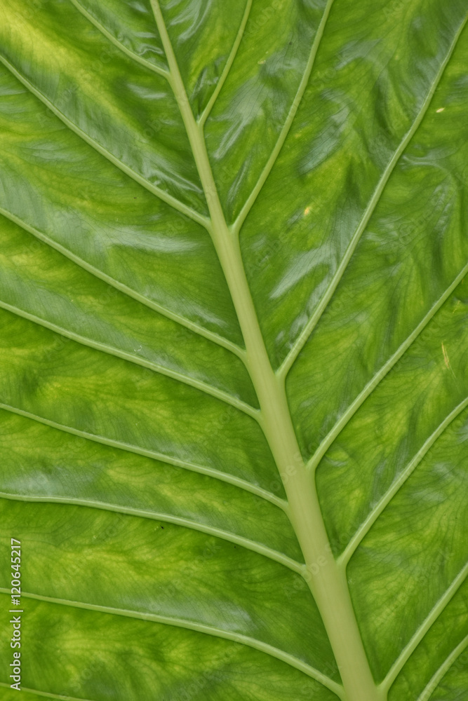 Large green leaf showing pale midrib and main veins with darker netted veins on bright green leaf surface. Large green leaf showing pale midrib and main veins with darker netted veins on bright green leaf surface.