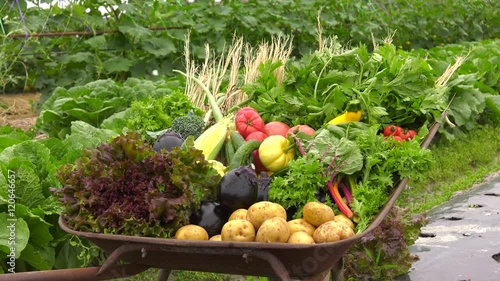 畑のたっぷり夏野菜01