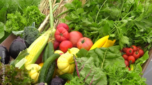 畑のたっぷり夏野菜02