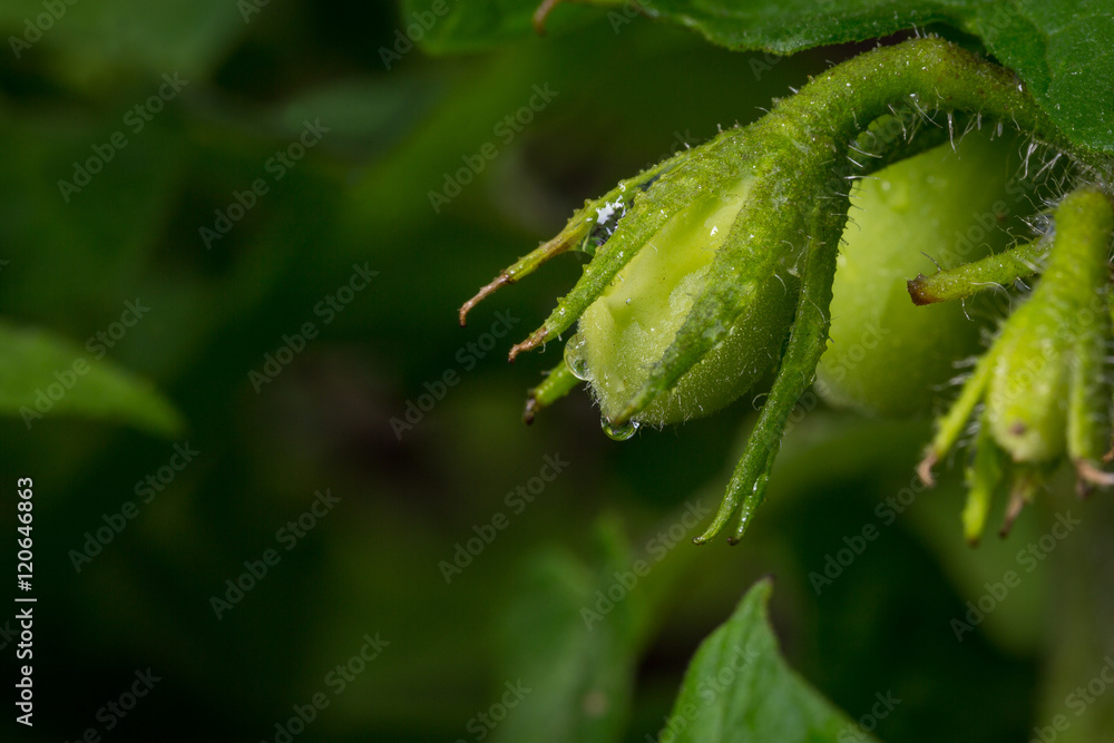 Young tomatoes on vine in backyard garden Young tomatoes on vine in backyard garden