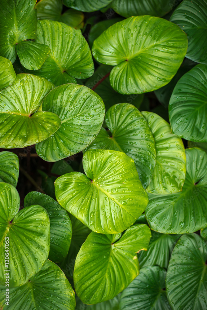Water drops on green leaves Water drops on green leaves