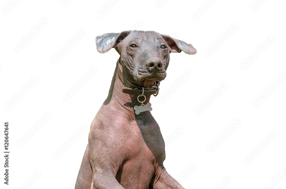 Xoloitzcuintle Mexican Hairless Dog isolated on white Xoloitzcuintle Mexican Hairless Dog isolated on white