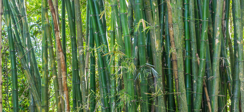 Fundo com bambus.