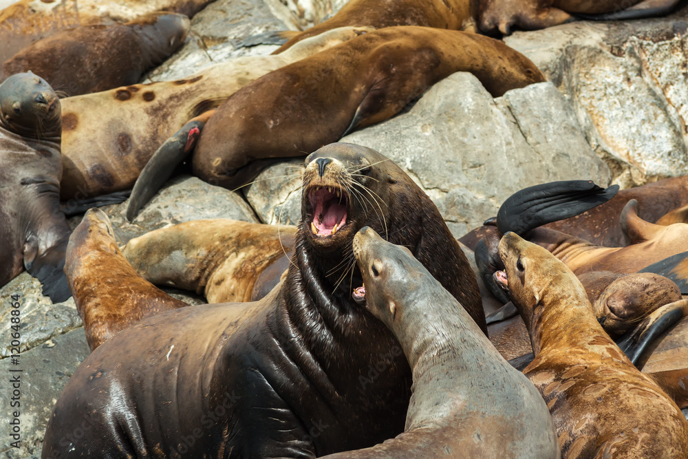 Fototapeta premium Rookery Steller sea lions. Island in Pacific Ocean near Kamchatka Peninsula.