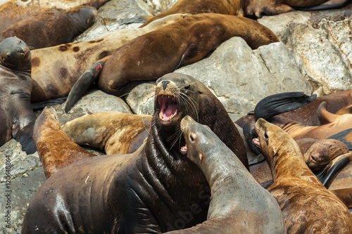 Rookery Steller sea lions. Island in Pacific Ocean near Kamchatka Peninsula.