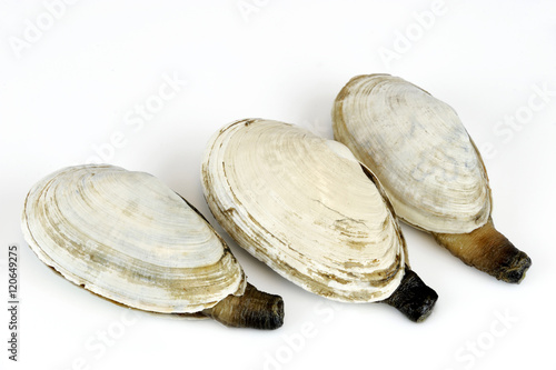 Fényképezés geoduck clam isolated on white background