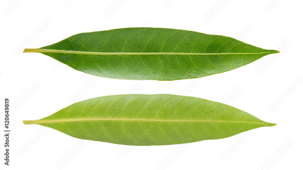 Obraz premium leaves sweet Marian plum thai fruit isolated on white background