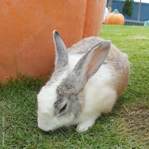 White and grey fluffy rabbit in the farm