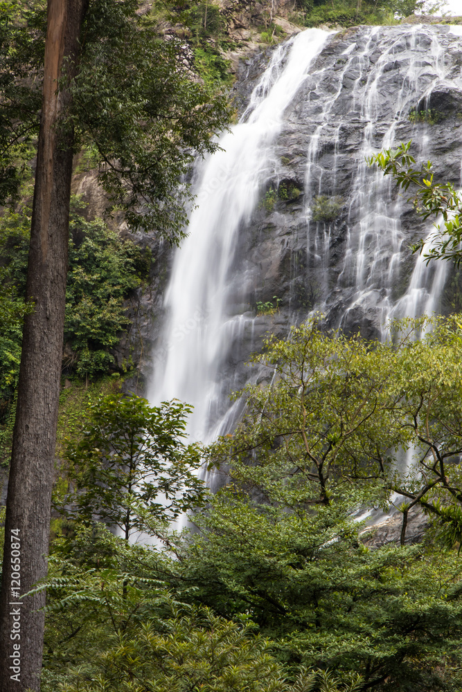 Fototapeta premium Waterfall near trees.
