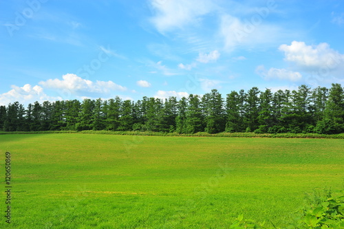 Green Plantation Fields in Biei, Hokkaido, Japan