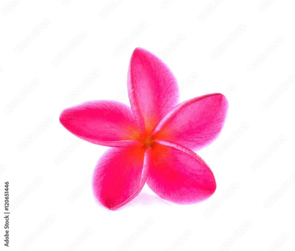 Frangipani flower isolated on white background Frangipani flower isolated on white background