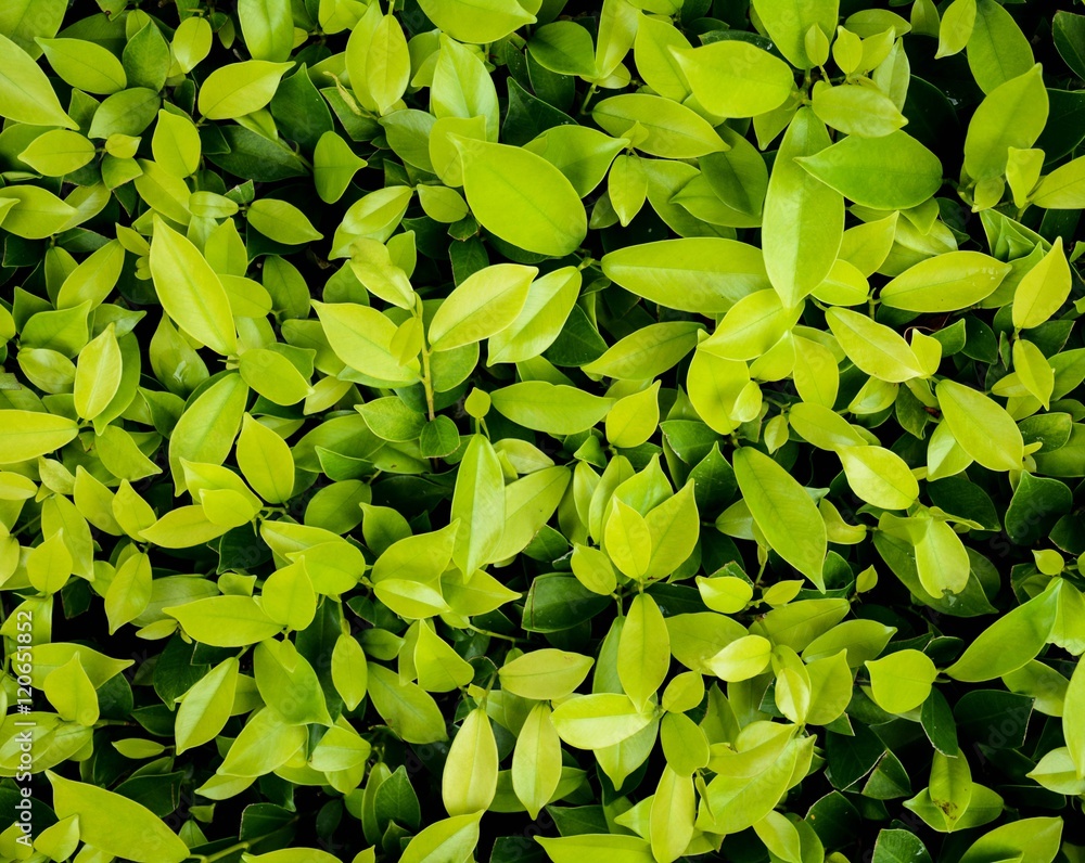 green leaf background green leaf background