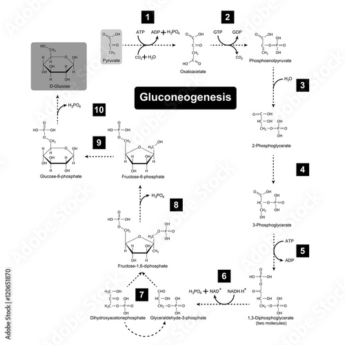 Gluconeogenesis metabolic pathway