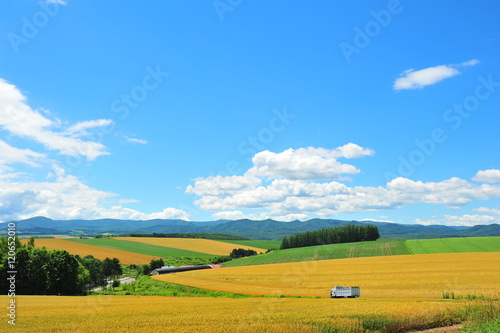 Yellow Wheat Fields in Biei, Hokkaido, Japan © karinkamon