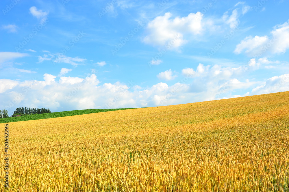 Yellow Wheat Fields in Biei, Hokkaido, Japan Yellow Wheat Fields in Biei, Hokkaido, Japan