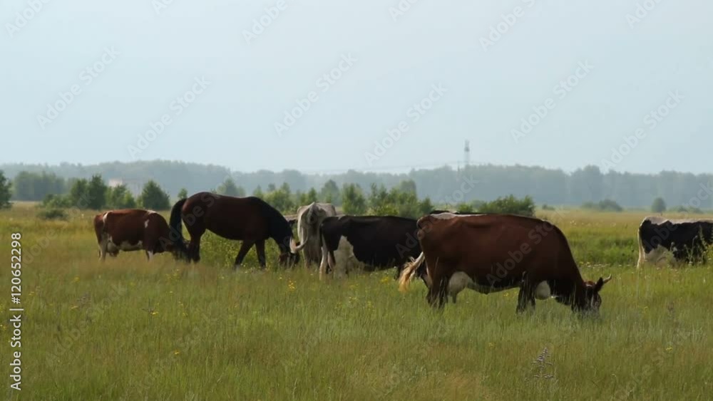 Herd of cattle and a horse feeding on the pasture in town outskirts