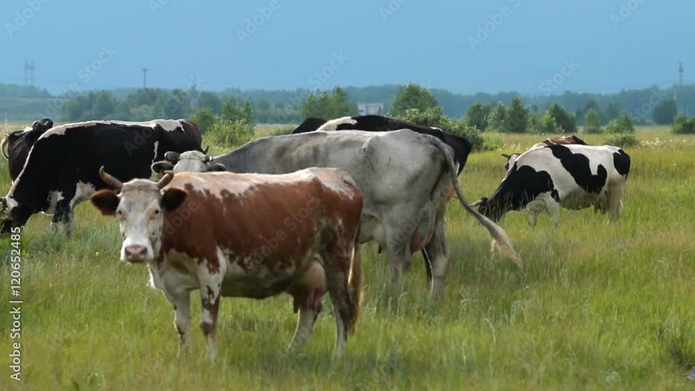 Herd of dairy cows feeding on the pasture. Breeding cattle Herd of dairy cows feeding on the pasture. Breeding cattle