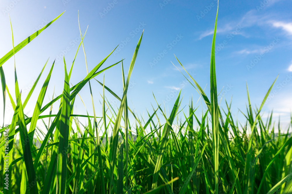 Obraz premium green grass field blue sky