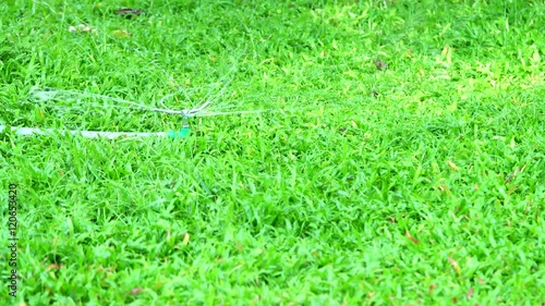 Fresh grass springer water