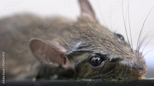 Small rat in black glue trap