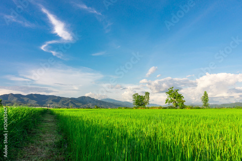 landscape of green rice field and mountains view in Thailand