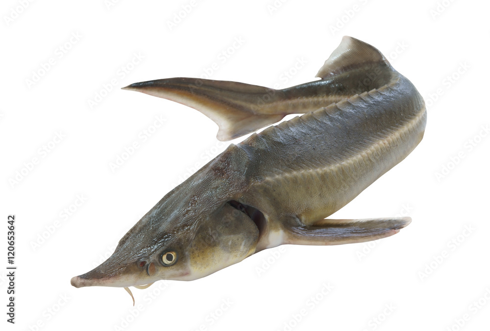 Naklejka premium Fresh sturgeon fish isolated on white background