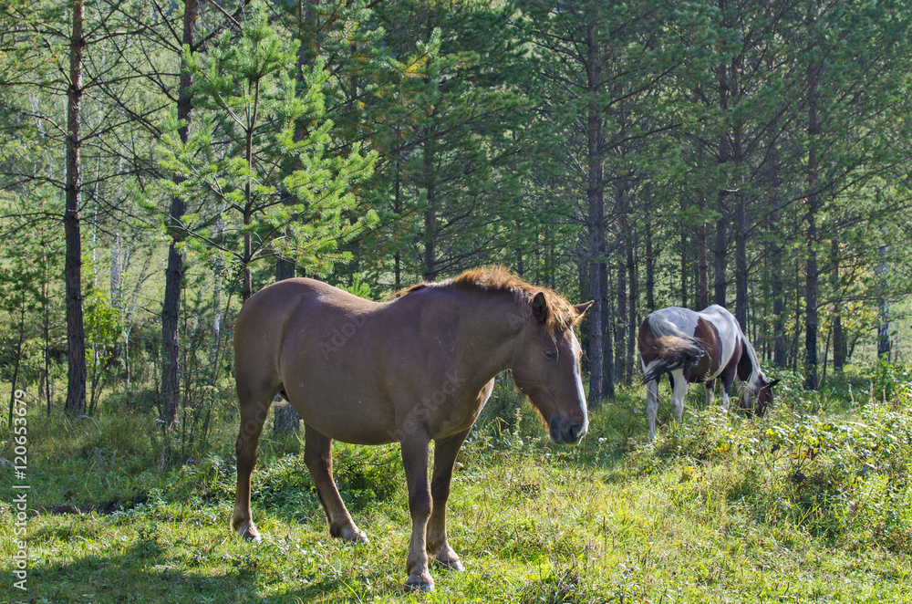 the mare the brown pregnant woman is grazed in the wood
the mare the brown pregnant woman is grazed in the wood
