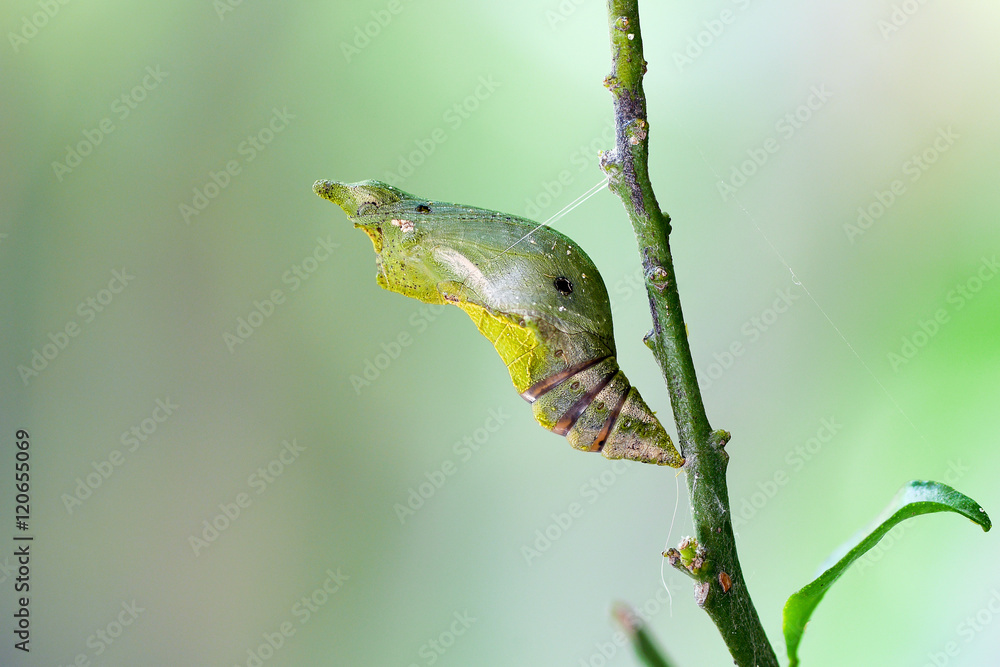 Butterfly Pupa, macro Stock Photo | Adobe Stock