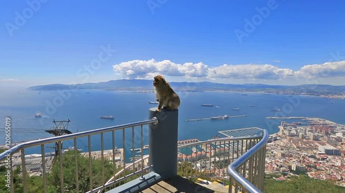 A wild macaque or Gibraltar monkey, one of the most famous attractions of the British overseas territory. Apes Den in the Upper Rock Natural Reserve in Gibraltar Rock.