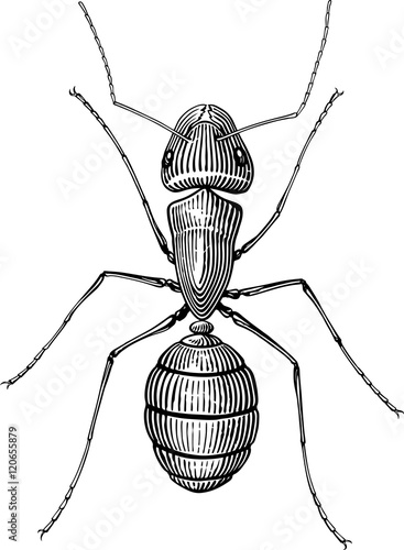 Black and white  vector picture with ant woodcut style