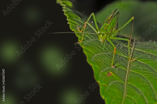 Bush Grasshopper
