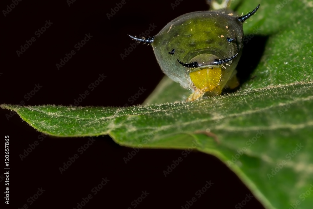 Naklejka premium Field Cricket insect