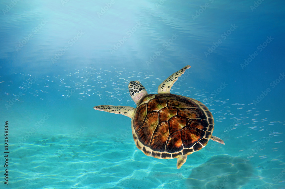 Obraz premium hawks bill sea turtle dive down into the deep blue ocean