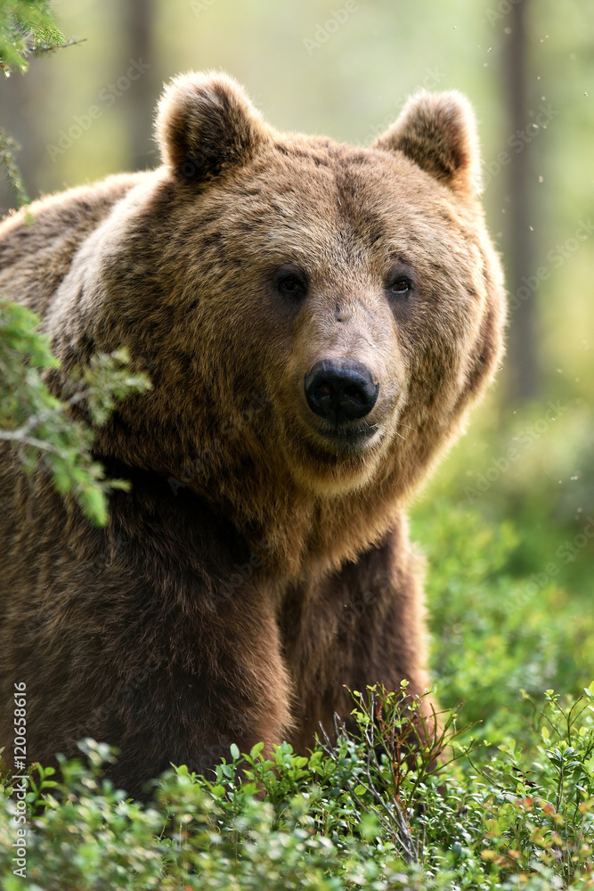 brown bear (ursus arctos) portrait