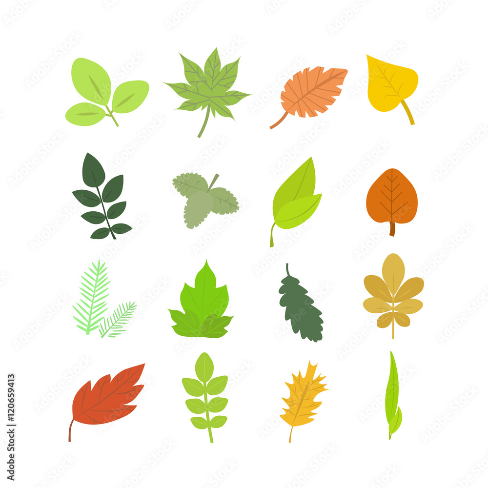 Summer and Autumn Leaves Set. Vector Summer and Autumn Leaves Set. Vector