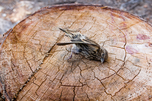 Dead sparrow bird