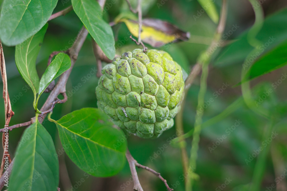 Sugar Apple or Custard Apple Sugar Apple or Custard Apple