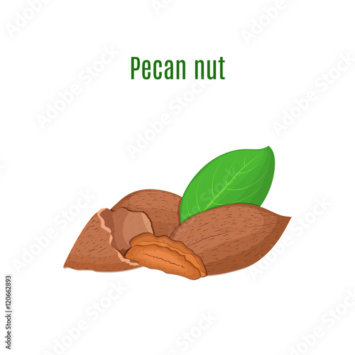 Vector illustration of a pecan nut. A handful of Appetizing pecan nut with yellow flower, red and yellow nuts and leaves on a white background. Elements of packaging design brochures on healthy eating