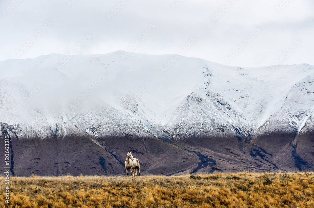 White horse and snowy peaks near Lake Ohau, New Zealand