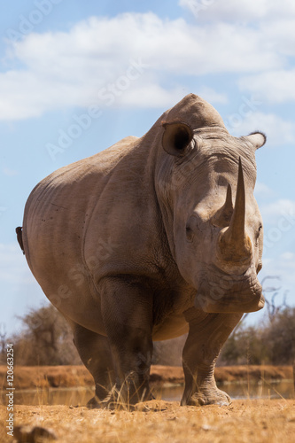 African rhinoceros  